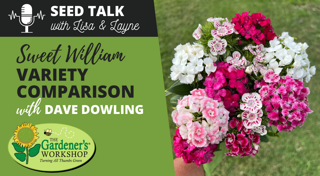 #102 – Sweet William Variety Comparison with Dave Dowling