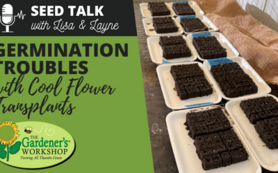 #106 – Germination Troubles with Cool Flower Transplants