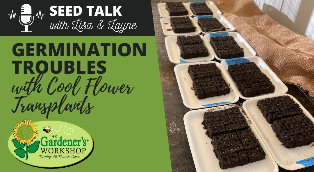 #106 – Germination Troubles with Cool Flower Transplants