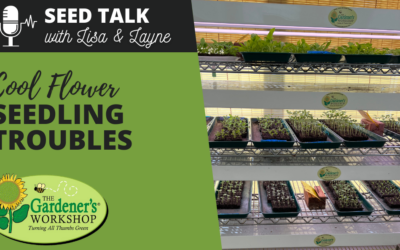 #107 – Cool Flower Seedling Troubles