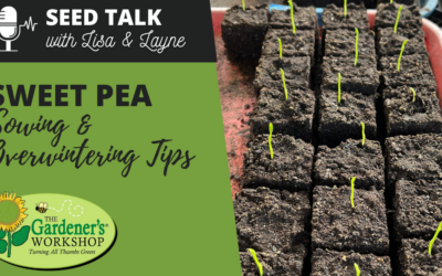 #109 – Sweet Pea Sowing & Overwintering Tips