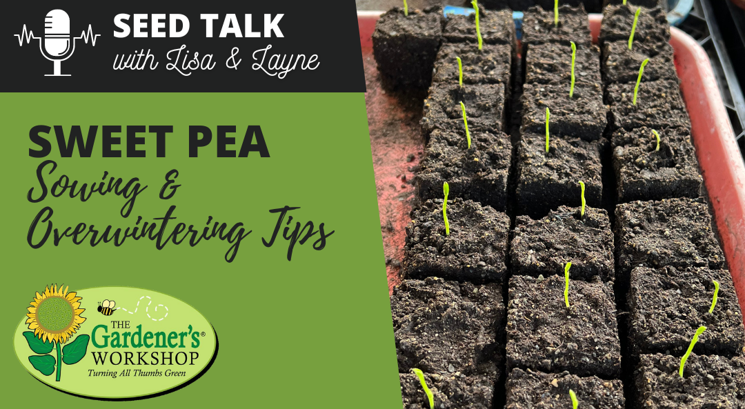 #109 – Sweet Pea Sowing & Overwintering Tips