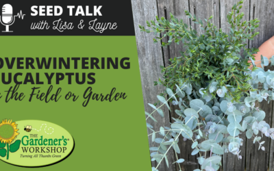 #111 – Overwintering Eucalyptus in the Field or Garden