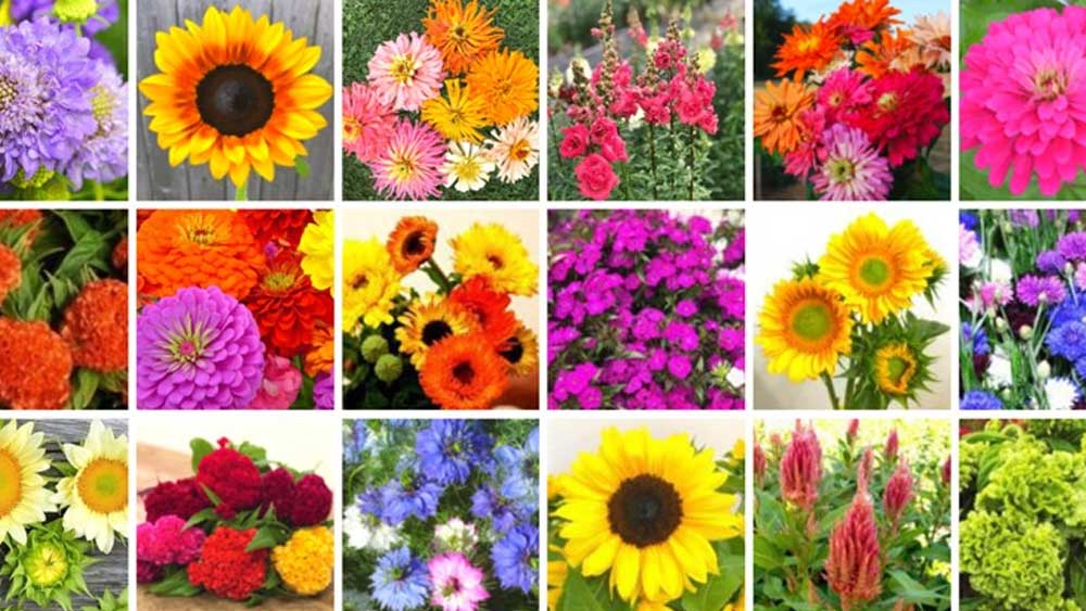 Gallery of  200+  Flower Images